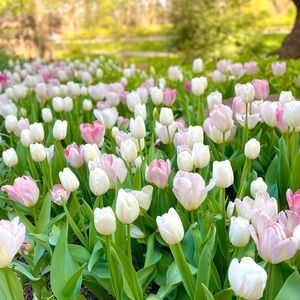 Meet your Posher, Molly